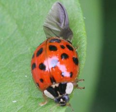 Harmonia axyridis