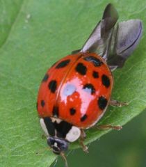 Harmonia axyridis