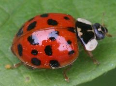 Harmonia axyridis