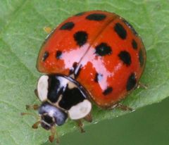 Harmonia axyridis