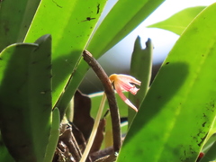 Bulbophyllum affine