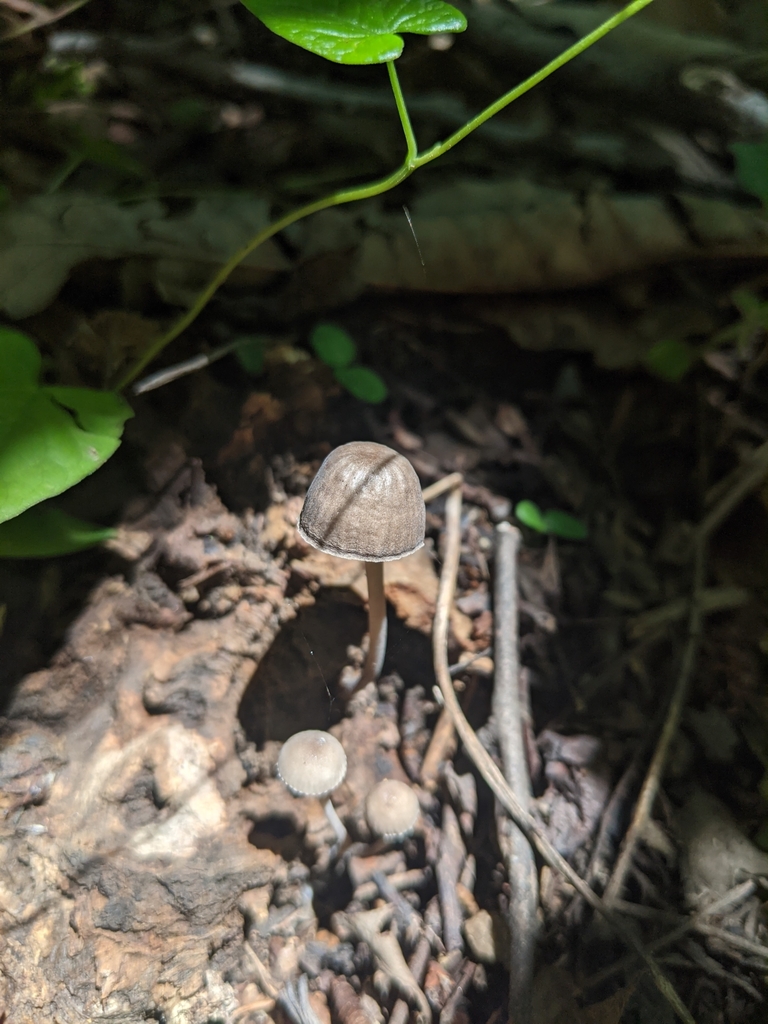 Panaeolus papilionaceus · July 2021 · photo: © shizhao (iNaturalist, cc-by)