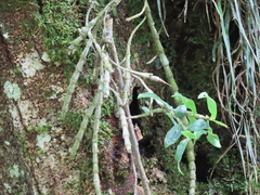 Dendrobium chameleon