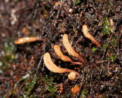 Pseudomitrula