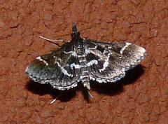 Diasemiodes janassialis