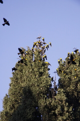 Xanthocephalus xanthocephalus