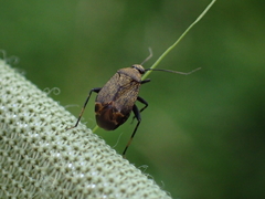 Polymerus nigrita