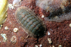 Ischnochiton australis
