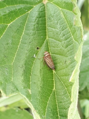 Aphrodes makarovi