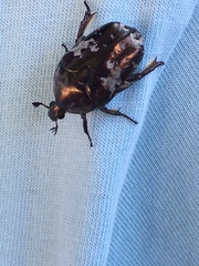 Protaetia aurichalcea