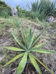 Agave sisalana