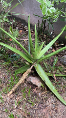 Aloe vera