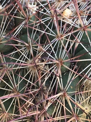 Mammillaria dioica