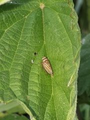 Aphrodes makarovi