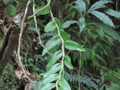 Dendrobium chameleon
