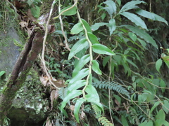 Dendrobium chameleon