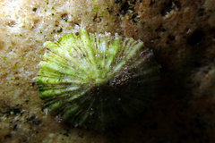 Siphonaria zelandica