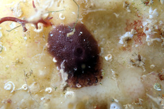 Chelonaplysilla violacea