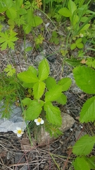 Fragaria orientalis