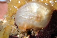 Pyuridae