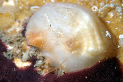 Pyuridae