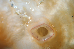 Pyuridae