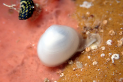 Scintillula solida