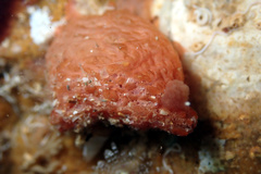 Pyura fissa