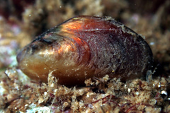 Modiolus areolatus
