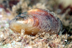 Modiolus areolatus