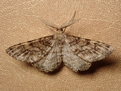 Deileptenia ribeata