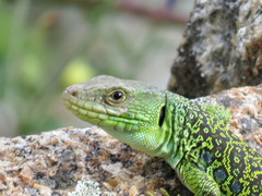 Timon lepidus ibericus