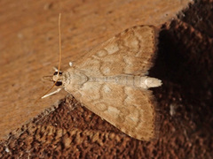 Udea fulvalis