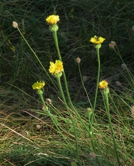Hypochaeris maculata