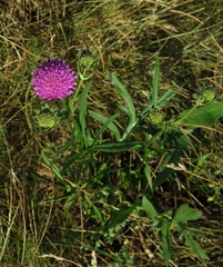 Knautia fleischmannii