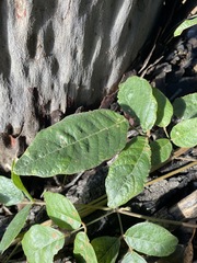 Kennedia rubicunda