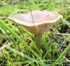 Singerocybe clitocyboides
