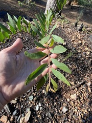 Acacia complanata