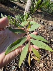 Acacia complanata