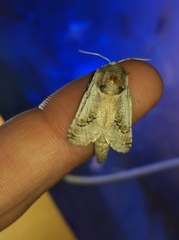 Parahypopta caestrum