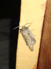 Parahypopta caestrum