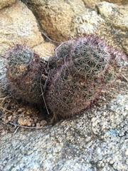 Mammillaria dioica