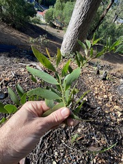 Acacia complanata