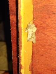 Parahypopta caestrum