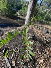 Acacia complanata