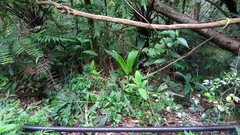 Collabieae