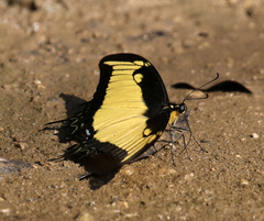 Heraclides androgeus