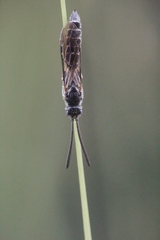 Myzininae
