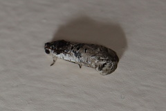 Oriodryas olbophora
