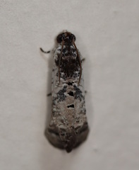 Oriodryas olbophora
